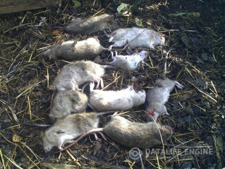 Борьба с крысами в Воронеже