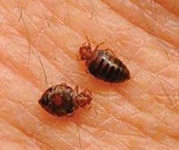 обработка от клопов
