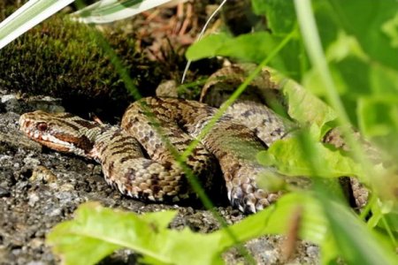 гадюка обыкновенная (vipera berus)